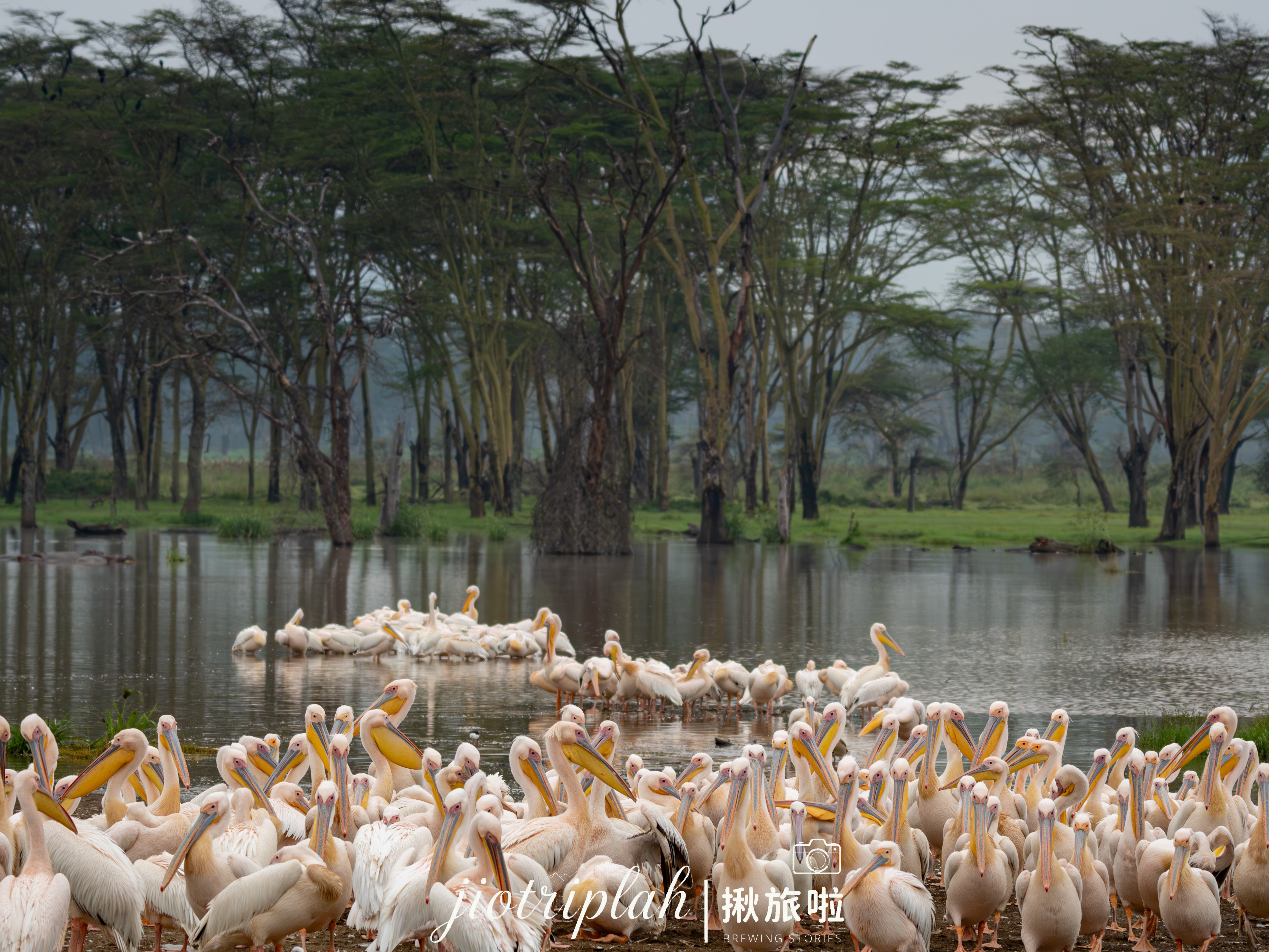 晨曦下的鵜鶘群