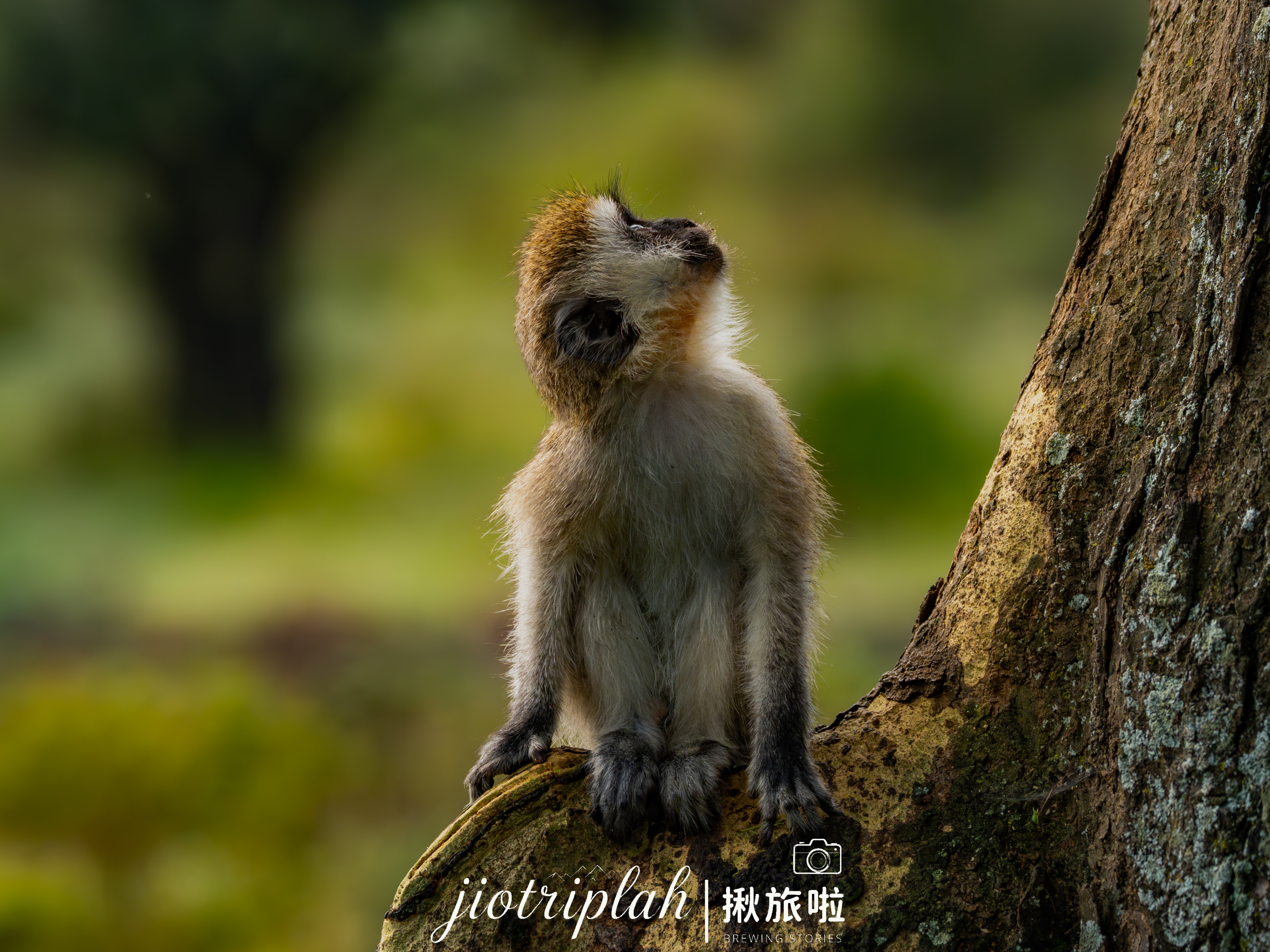 樹梢上的狒狒