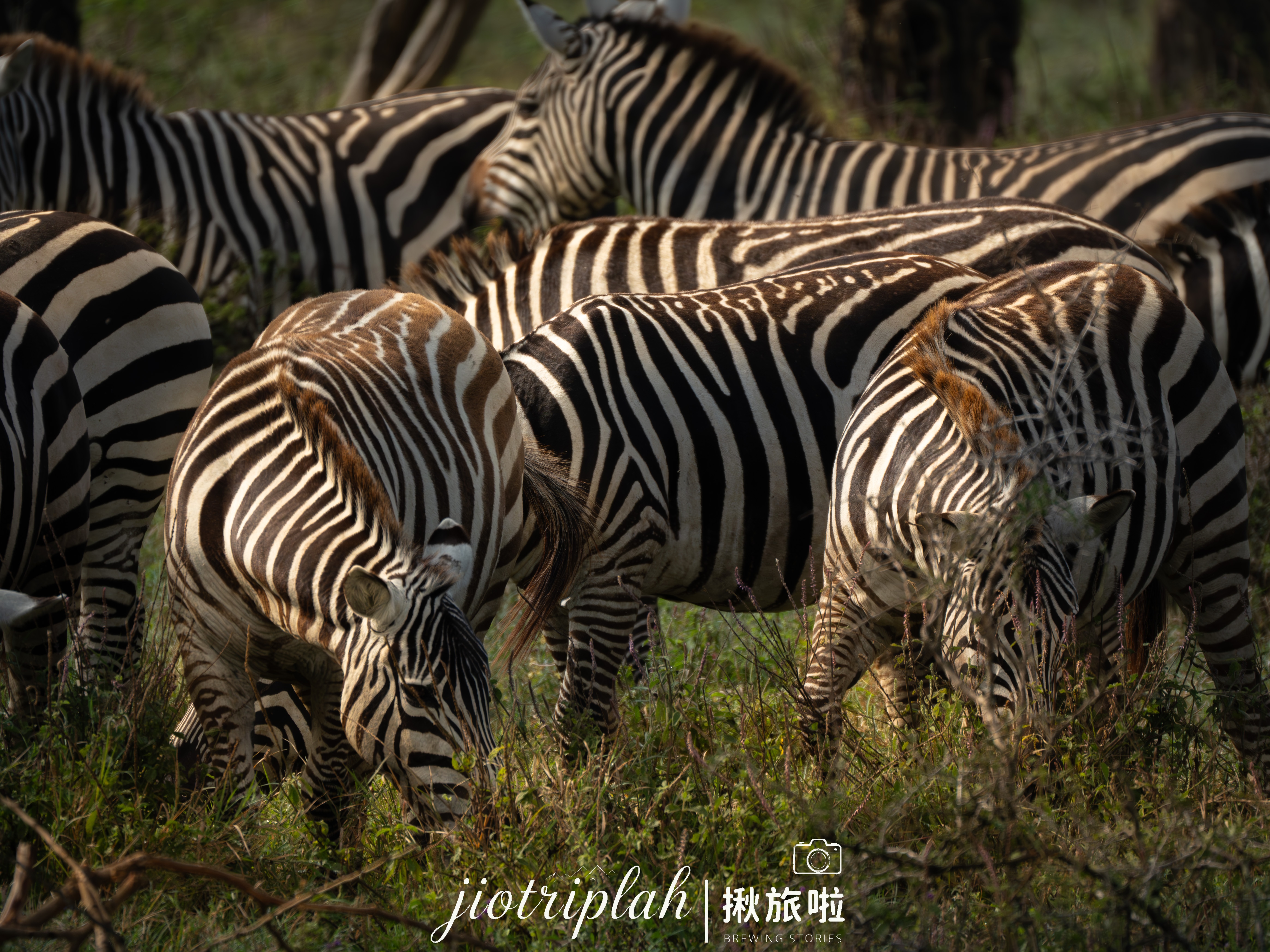 斑馬家族的聚會
