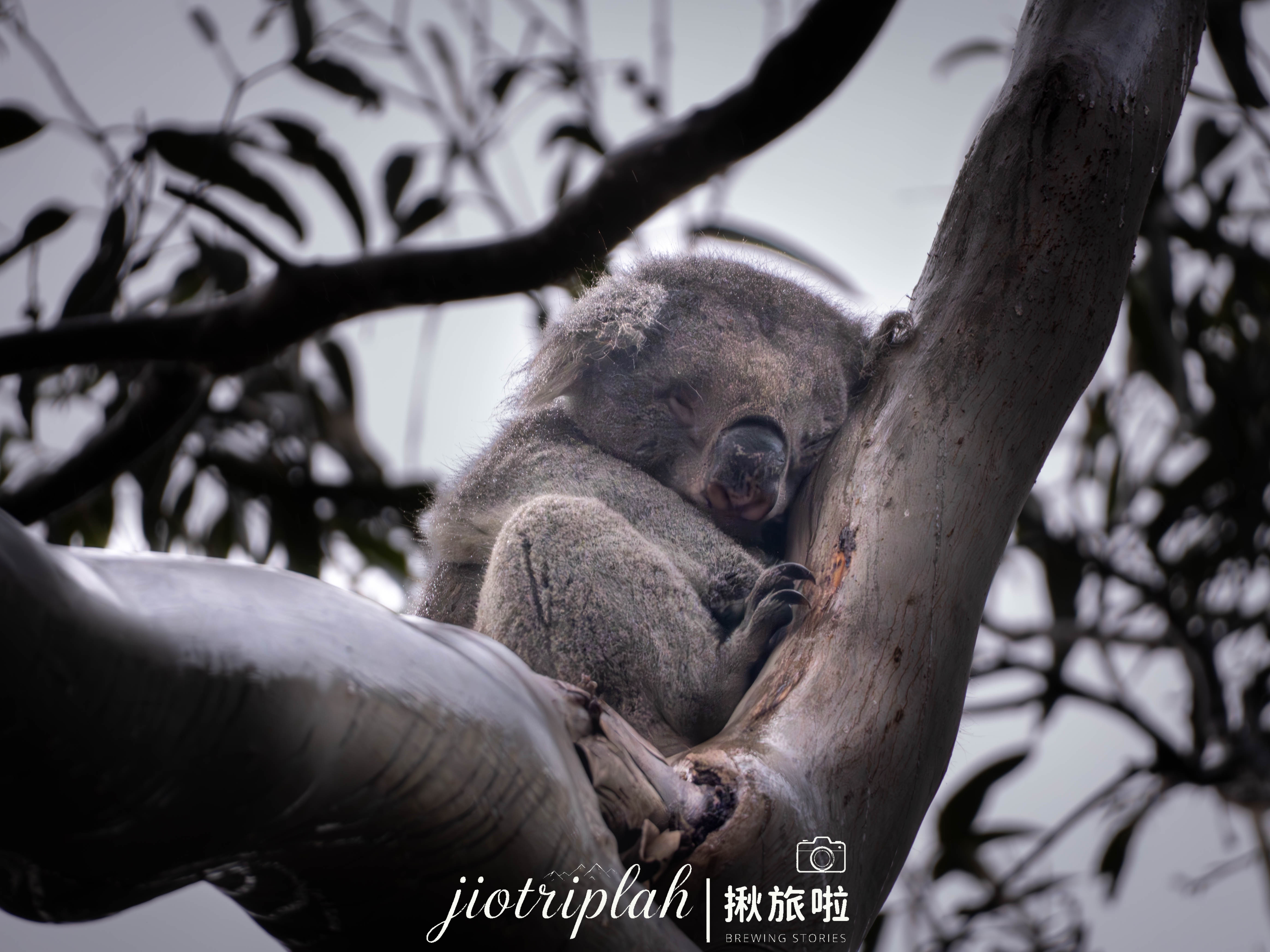 沉睡中的考拉