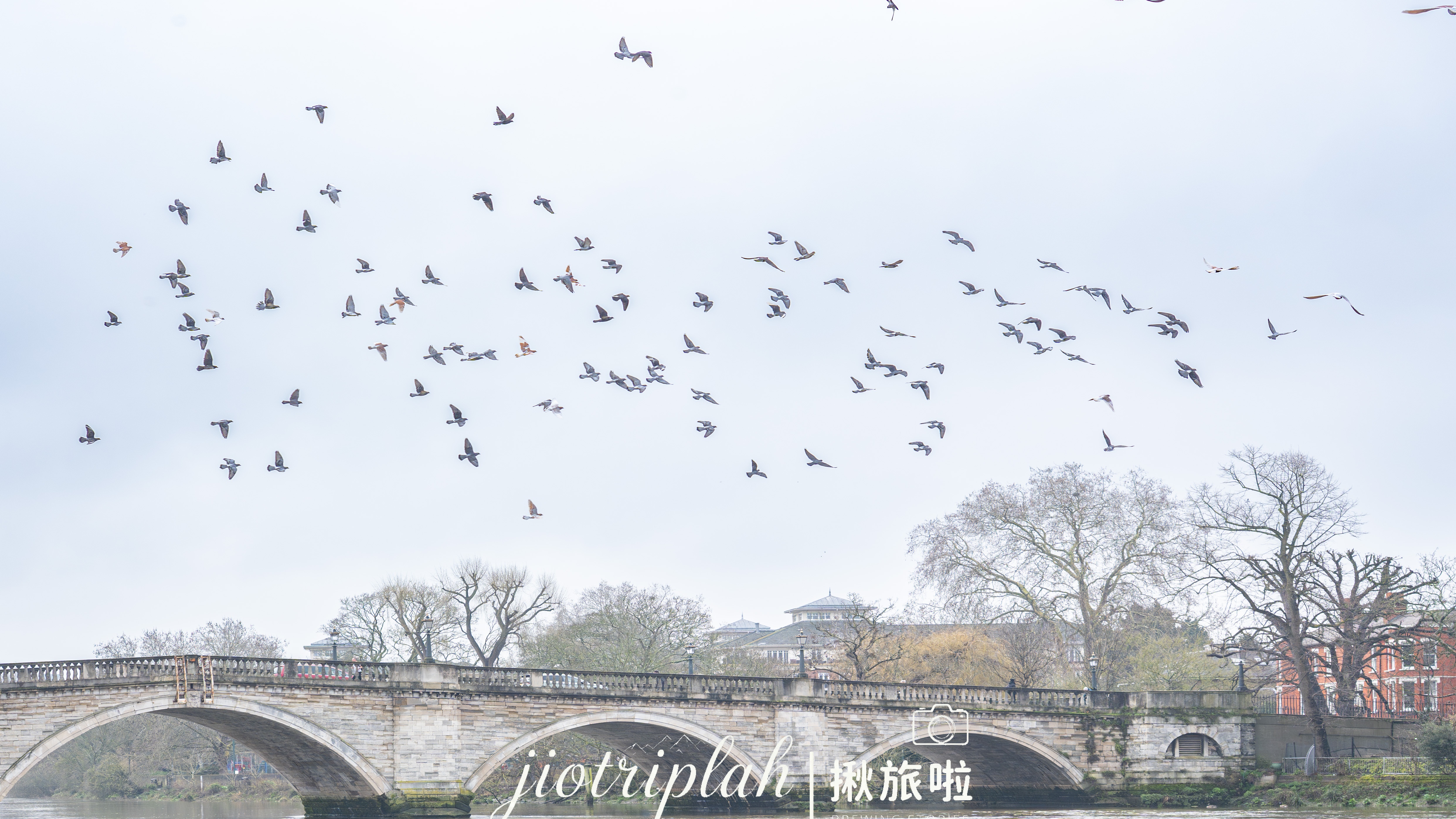 荒野中的野生鹿群