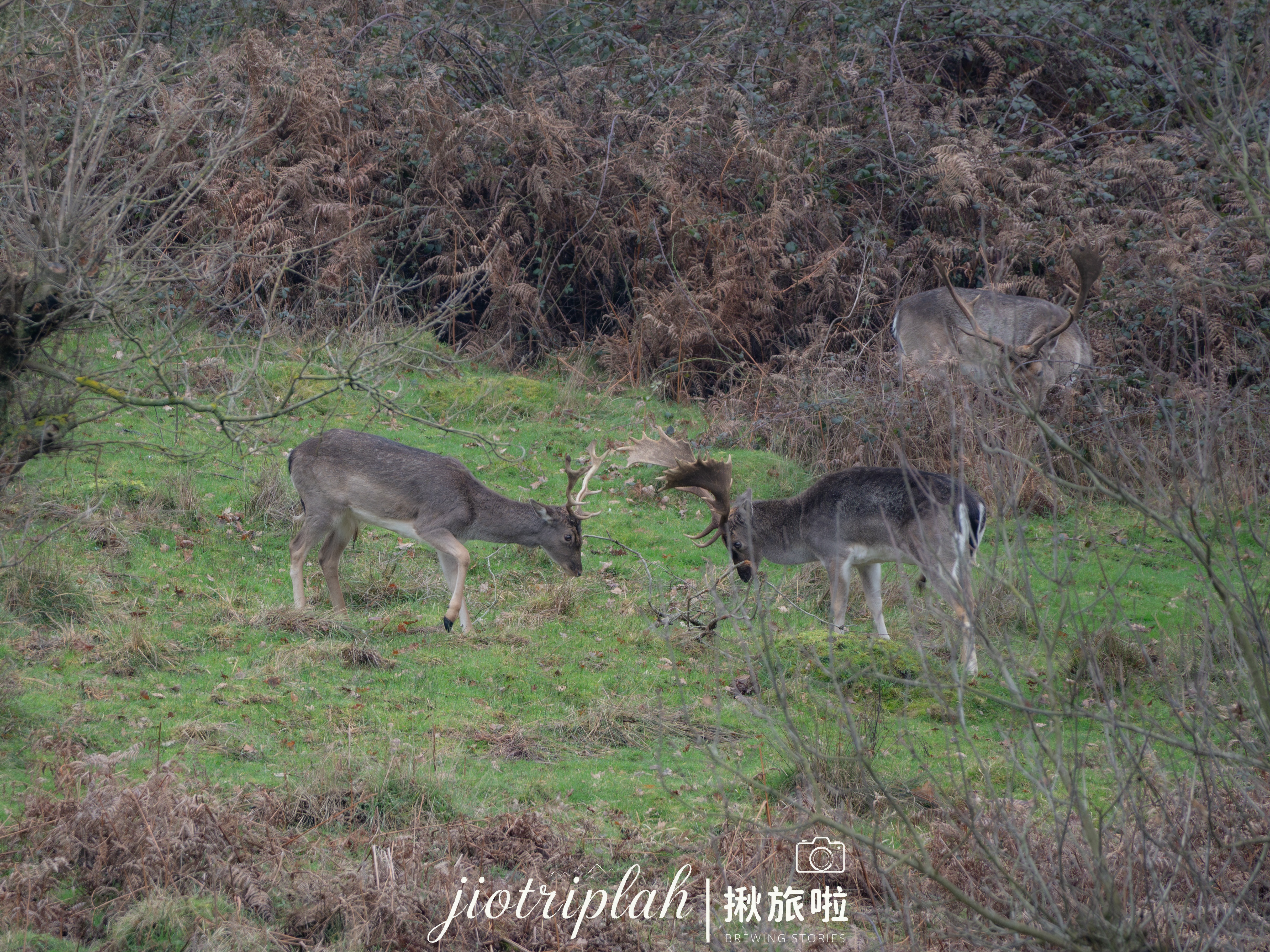 河畔小屋的寧靜