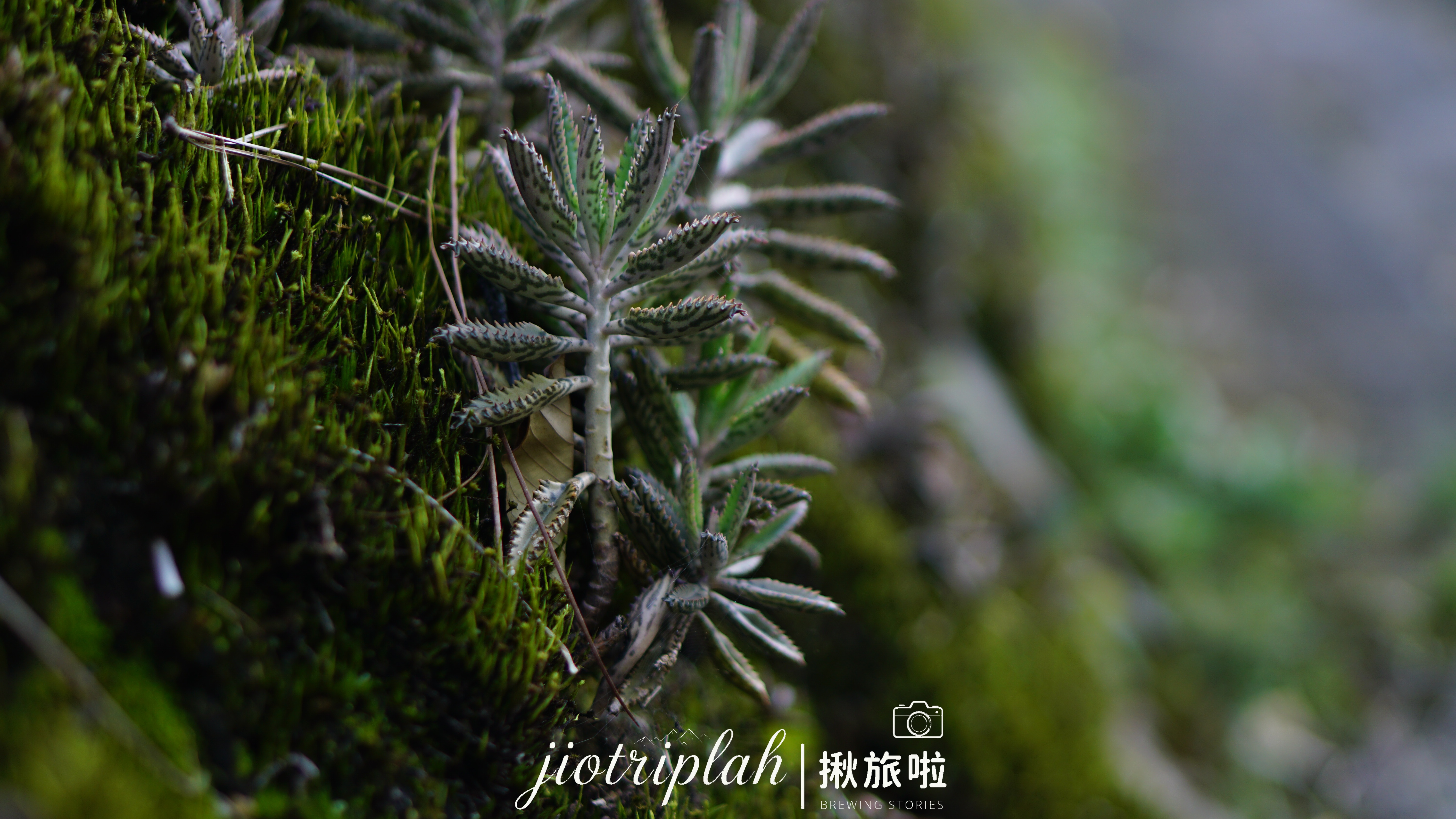 岩石上的微觀生命