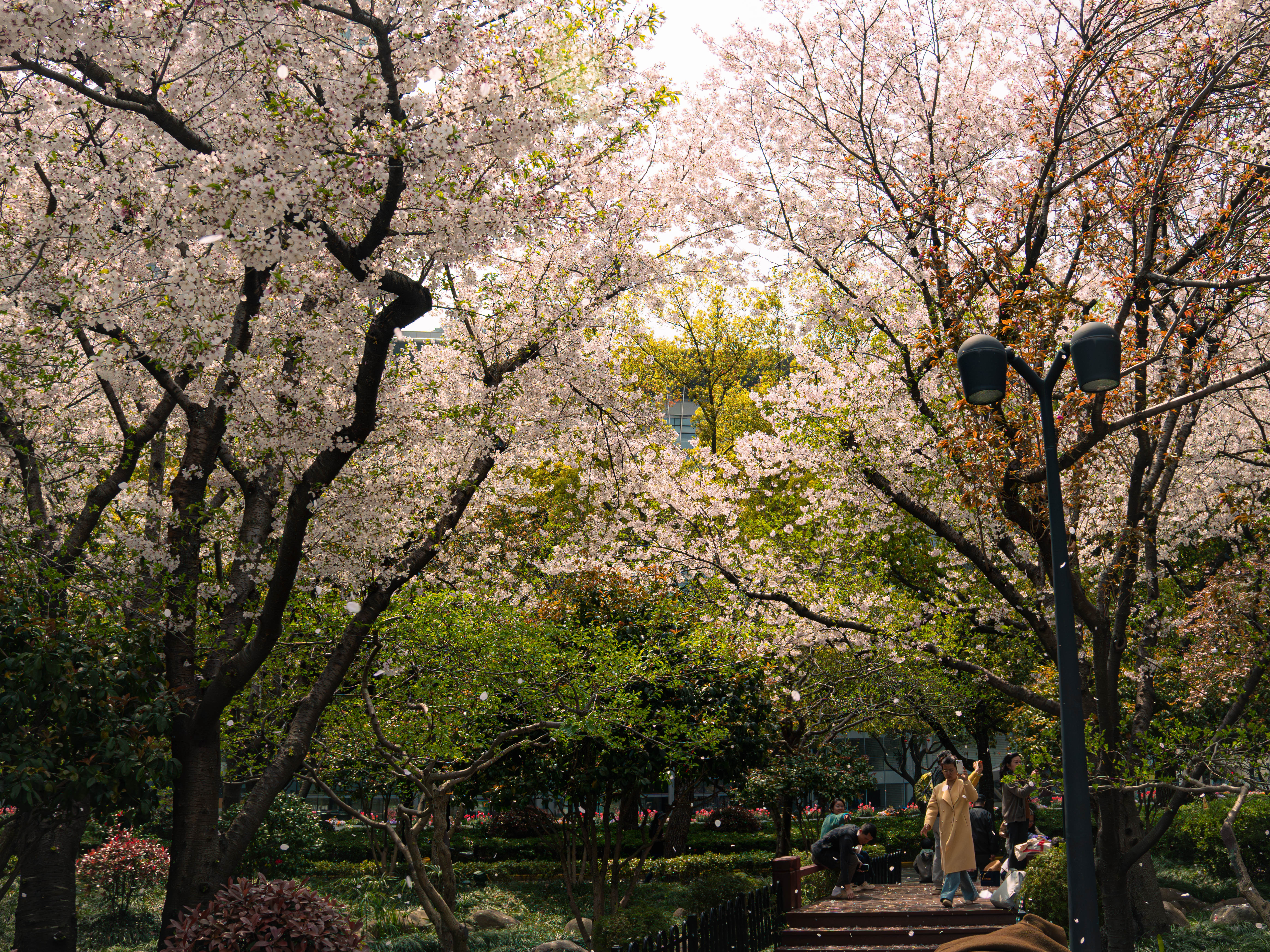 公園裡的春意