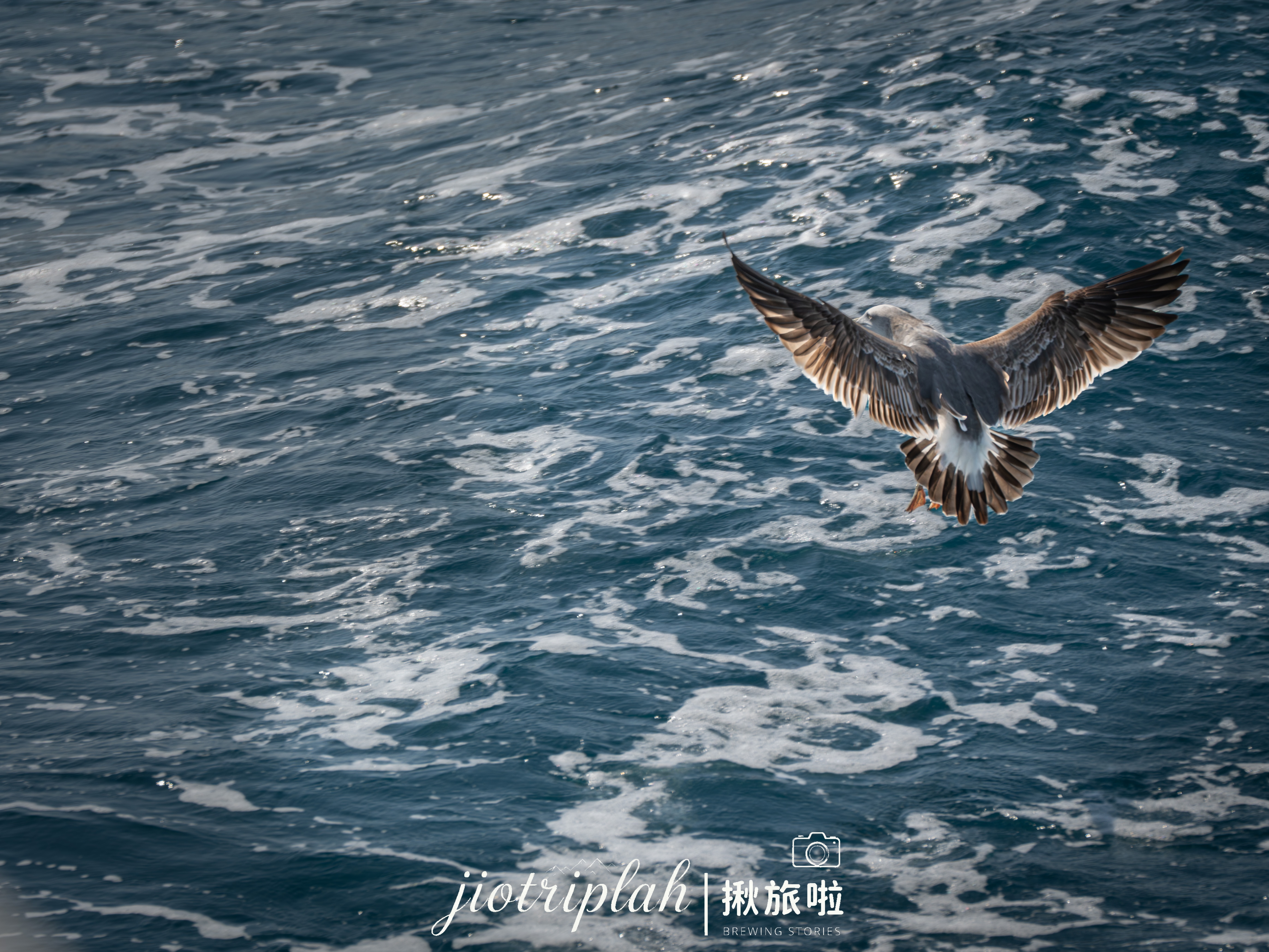 海面上迎風滑翔的海鳥